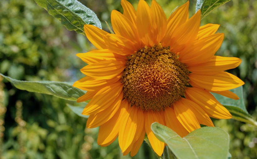 Sonnenblume als Symbol für Random Acts of Kindness