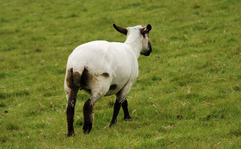 Ein Schaf, das der Kamera den Hintern zeigt, als Symbol für eine Beschwerde