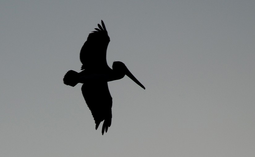 Vogel als Symbol für eine Fluggesellschaft