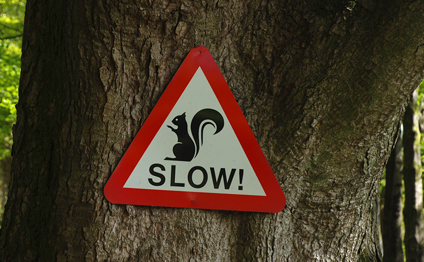 Straßenschild: Eichhörnchen bittet um langsames Fahren