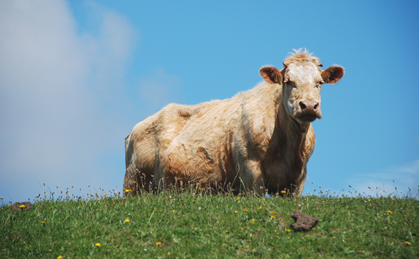 Tierisches Wohl und menschliche Illusionen