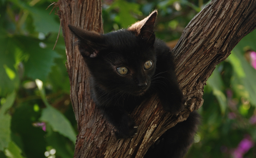 Eine Katze, die als Köder benutzt wird.